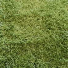 Cizek zöld shaggy futószőnyeg 80x300 cm prémium