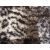   Neoton barna shaggy futószőnyeg 80 x 300 cm leopárd mintás