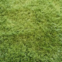 Ludwig modern shaggy szőnyeg 250 x 350 cm zöld